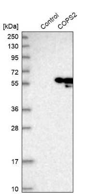 Western Blot: COP9 signalosome complex subunit 2 Antibody [NBP1-90189]