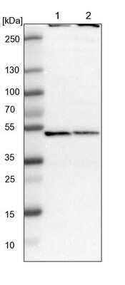 Western Blot: COP9 signalosome complex subunit 2 Antibody [NBP1-90190]