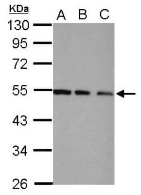 Western Blot: COP9 signalosome complex subunit 2 Antibody [NBP2-15958]