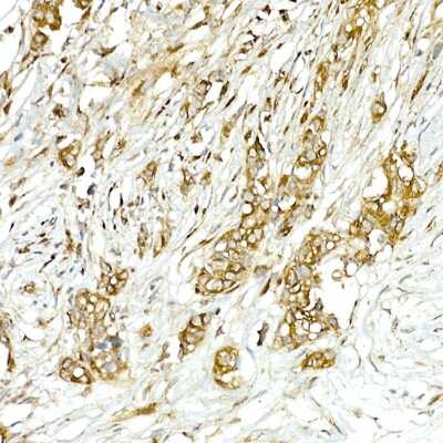 Immunohistochemistry-Paraffin: COPB2 Antibody - Azide and BSA Free [NBP2-92501]