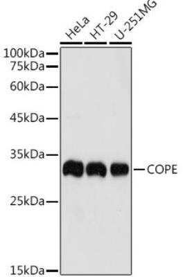 Western Blot: COPE AntibodyBSA Free [NBP2-91992]