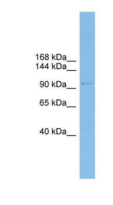 Western Blot: COPG Antibody [NBP1-57624]