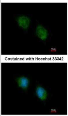 Immunocytochemistry/ Immunofluorescence: COPS4 Antibody [NBP2-15962]