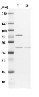 Western Blot: COPS4 Antibody [NBP1-85434]