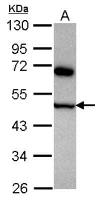 Western Blot: COPS4 Antibody [NBP2-15961]