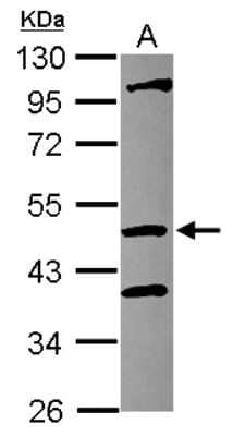 Western Blot: COPS4 Antibody [NBP2-15962]