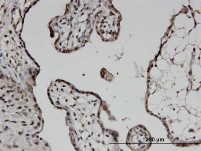 Immunohistochemistry-Paraffin: COPS6 Antibody (2H5) [H00010980-M08]