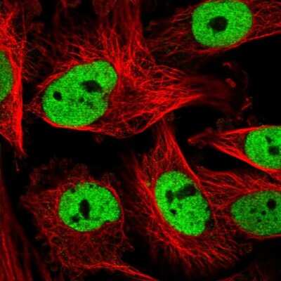 Immunocytochemistry/ Immunofluorescence: COPS6 Antibody [NBP1-91805]