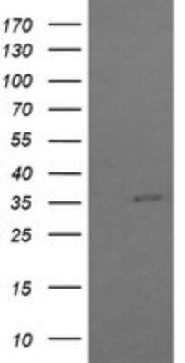 Western Blot: COPS6 Antibody (OTI4E7)Azide and BSA Free [NBP2-71648]