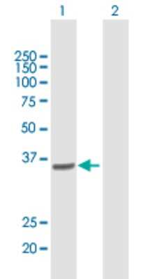 Western Blot: COPS6 Antibody [H00010980-B01P]