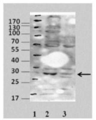 Western Blot: COPS7A Antibody [NBP1-53118]