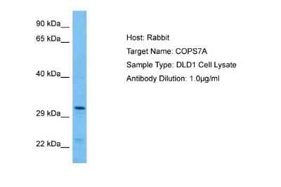 Western Blot: COPS7A Antibody [NBP2-84718]