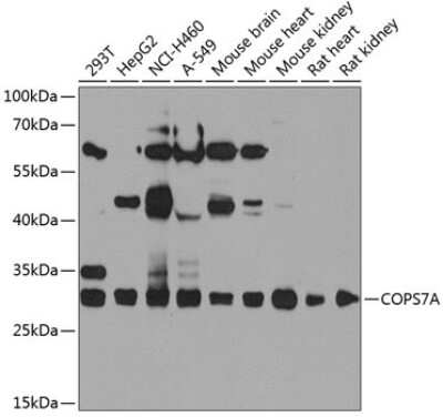 Western Blot: COPS7A AntibodyBSA Free [NBP2-92685]