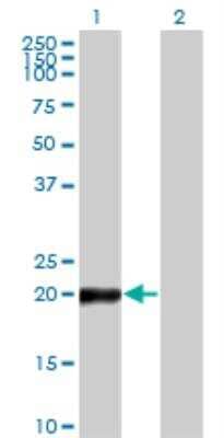 Western Blot: COPS8 Antibody (2G8) [H00010920-M04]