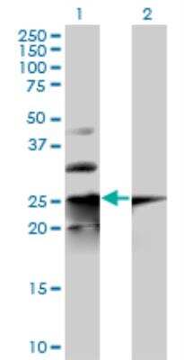 Western Blot: COPS8 Antibody [H00010920-B01P]