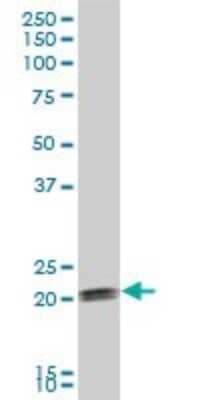 Western Blot: COPS8 Antibody [H00010920-B01P]