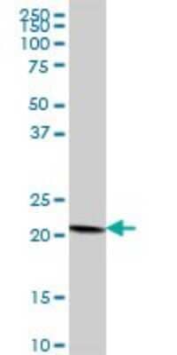 Western Blot: COPS8 Antibody [H00010920-B02P]