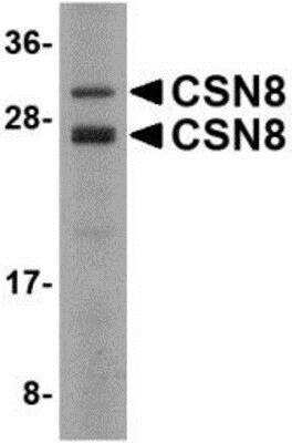 Western Blot: COPS8 AntibodyBSA Free [NBP1-76373]