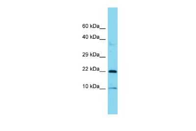 Western Blot: COPZ1 Antibody [NBP3-10764]