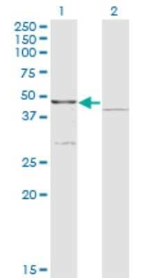 Western Blot: COQ3 Antibody (6D5) [H00051805-M01]