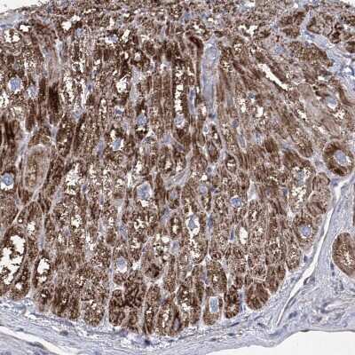 Immunohistochemistry-Paraffin: COQ3 Antibody [NBP1-88725]