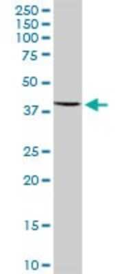 Western Blot: COQ3 Antibody [H00051805-B01P]