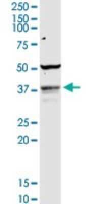 Western Blot: COQ3 Antibody [H00051805-D01P]