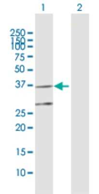 Western Blot: COQ3 Antibody [H00051805-D01P]