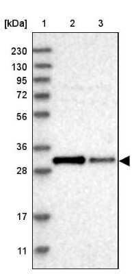 Western Blot: COQ3 Antibody [NBP1-88724]