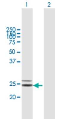 Western Blot: COQ4 Antibody [H00051117-B01P]