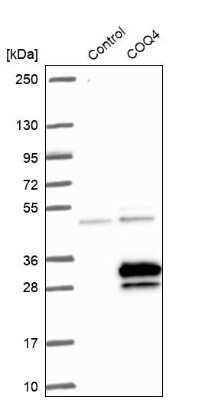 Western Blot: COQ4 Antibody [NBP1-91806]