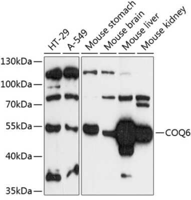 Western Blot: COQ6 AntibodyAzide and BSA Free [NBP2-92154]