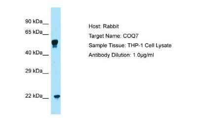 Western Blot: COQ7 Antibody [NBP1-98495]