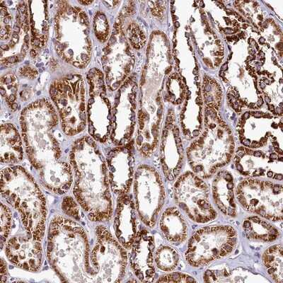 Immunohistochemistry-Paraffin: COQ9 Antibody [NBP1-88450]