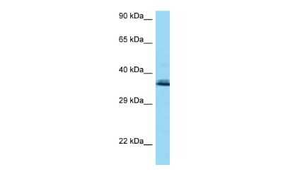 Western Blot: COQ9 Antibody [NBP2-82739]