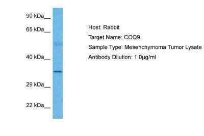 Western Blot: COQ9 Antibody [NBP2-82744]