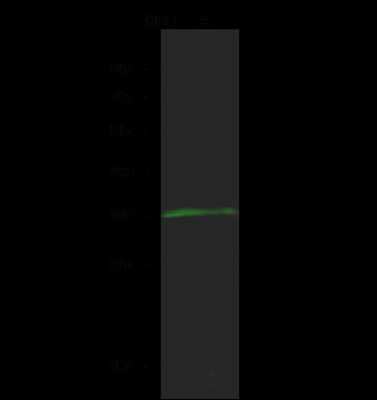 Western Blot: COQ9 Antibody [NBP2-99187]