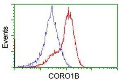 Flow Cytometry: CORO1B Antibody (OTI3D10) [NBP2-02902]