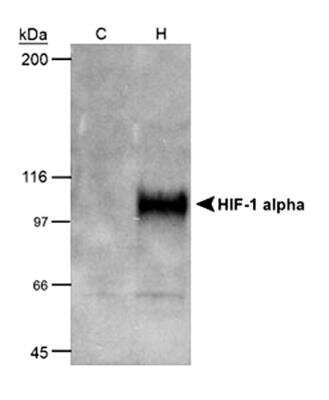 Western Blot: COS-7 Nuclear Hypoxic Induced Cell Lysate [NB800-PC26]