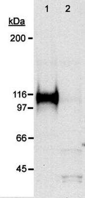 Western Blot: COS-7 Nuclear Hypoxic Induced Cell Lysate [NB800-PC26]