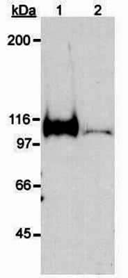 Western Blot: COS-7 Nuclear Hypoxic Induced Cell Lysate [NB800-PC26]