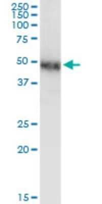 Western Blot: COUP-TF I/NR2F1 Antibody (1A4) [H00007025-M01]