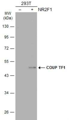 Western Blot: COUP-TF I/NR2F1 Antibody [NBP1-31259]