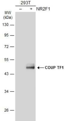 Western Blot: COUP-TF I/NR2F1 Antibody [NBP2-15974]