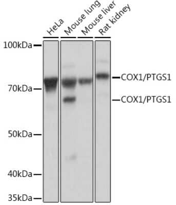 Western Blot: COX-1 Antibody (8L4X10) [NBP3-16214]