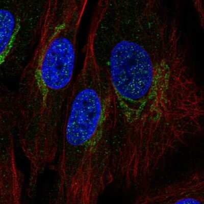 Immunocytochemistry/ Immunofluorescence: COX-1 Antibody [NBP1-85500]