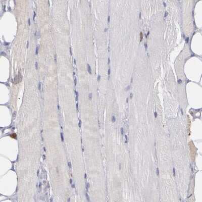 Immunohistochemistry-Paraffin: COX-1 Antibody [NBP1-85500]