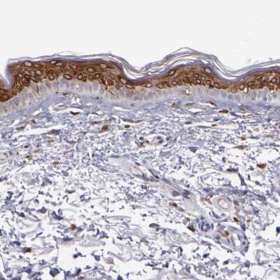 Immunohistochemistry-Paraffin: COX-1 Antibody [NBP1-85500]