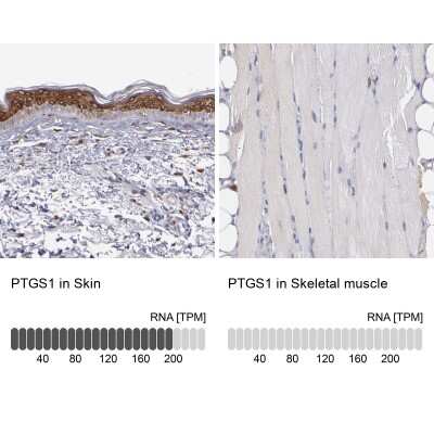 Immunohistochemistry-Paraffin: COX-1 Antibody [NBP1-85500]