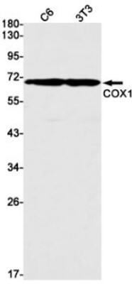 Western Blot: COX-1 Antibody (S02-6G4) [NBP3-19609]